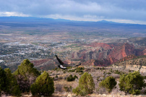 Eagle Over Cedar City UT